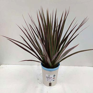 綠植租擺