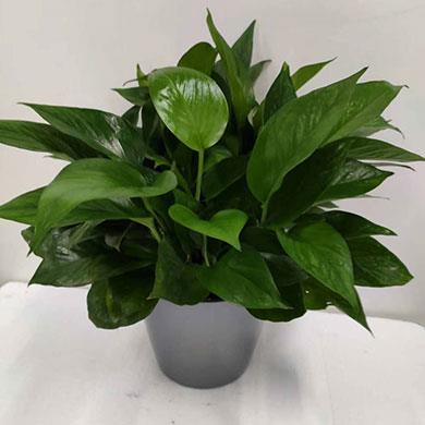 綠植租擺