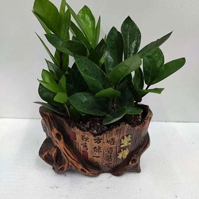 綠植租擺