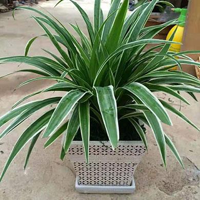 綠植租擺