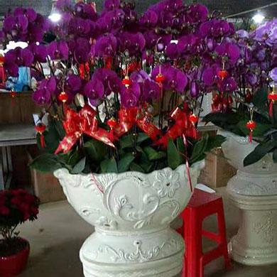 綠植租擺