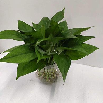 綠植租擺