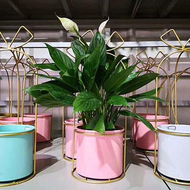 綠植租擺