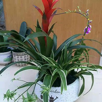 綠植租擺
