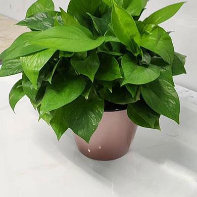 綠植租擺