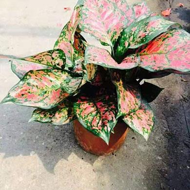 綠植租擺