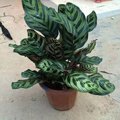 綠植租擺