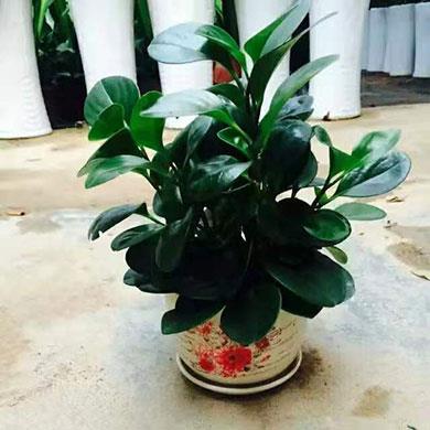 綠植租擺