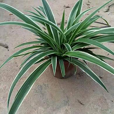 綠植租擺