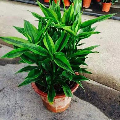 綠植租擺