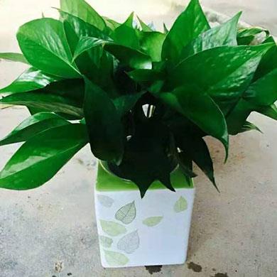 綠植租擺