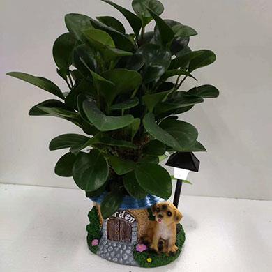 綠植租擺