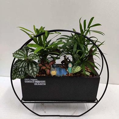 綠植租擺