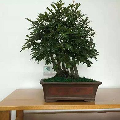 綠植租擺