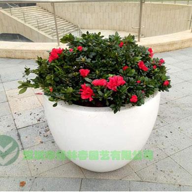 綠植租擺