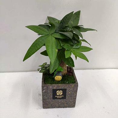 綠植租擺