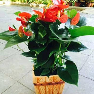 綠植租擺