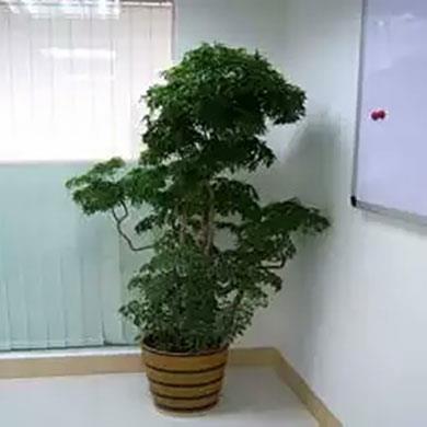 綠植租擺