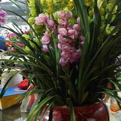 綠植租擺