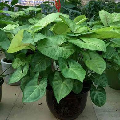 綠植租擺