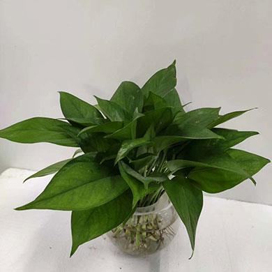 綠植租擺