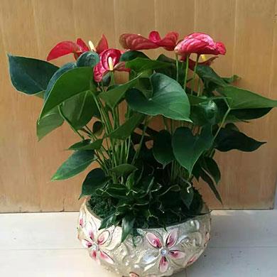綠植租擺