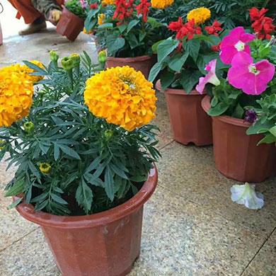花卉批發(fā)