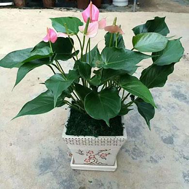 花卉批發(fā)