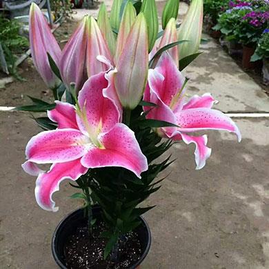 花卉批發(fā)