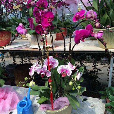 花卉批發(fā)