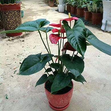 花卉批發(fā)