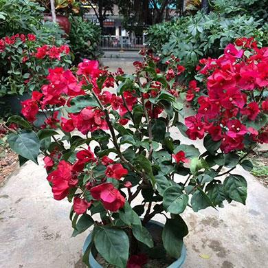花卉批發(fā)