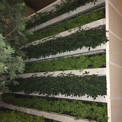 深圳灣1號綠化效果